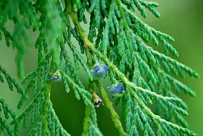 Chamaecyparis nootkatensis - cypřišek nutkajský - květ